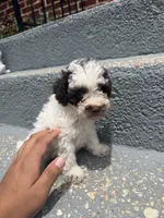 Max, a male Poodle - Toy  for sale in Hyattsville, MD – 4 of 5