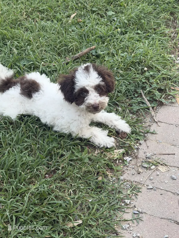 Max – Poodle - Toy  puppy for sale in Hyattsville, MD