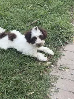 Max, a male Poodle - Toy  for sale in Hyattsville, MD – 3 of 5