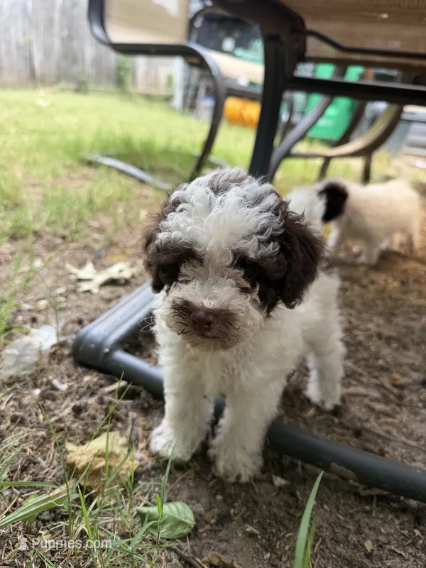 Max – Poodle - Toy  puppy for sale in Hyattsville, MD