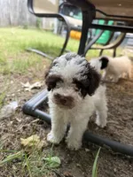 Max, a male Poodle - Toy  for sale in Hyattsville, MD – 1 of 5
