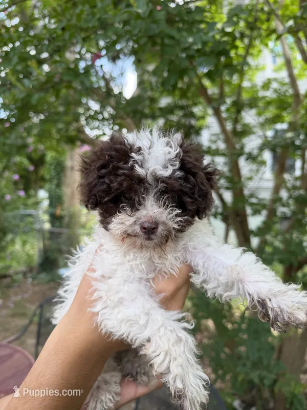 Lucy – Poodle - Toy  puppy for sale in Hyattsville, MD