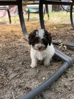 Lucy, a male Poodle - Toy  for sale in Hyattsville, MD – 2 of 4