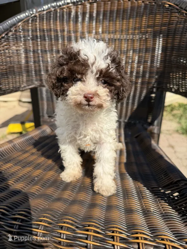 Lucy – Poodle - Toy  puppy for sale in Hyattsville, MD