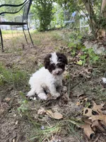 Lucy, a male Poodle - Toy  for sale in Hyattsville, MD – 4 of 4