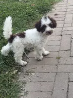 Max, a male Poodle - Toy  for sale in Hyattsville, MD – 5 of 5