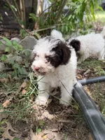 Max, a male Poodle - Toy  for sale in Hyattsville, MD – 5 of 5