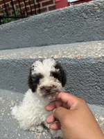 Max, a male Poodle - Toy  for sale in Hyattsville, MD – 2 of 5