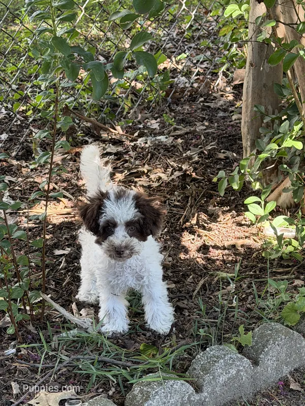 Max – Poodle - Toy  puppy for sale in Hyattsville, MD