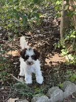 Max, a male Poodle - Toy  for sale in Hyattsville, MD – 1 of 5