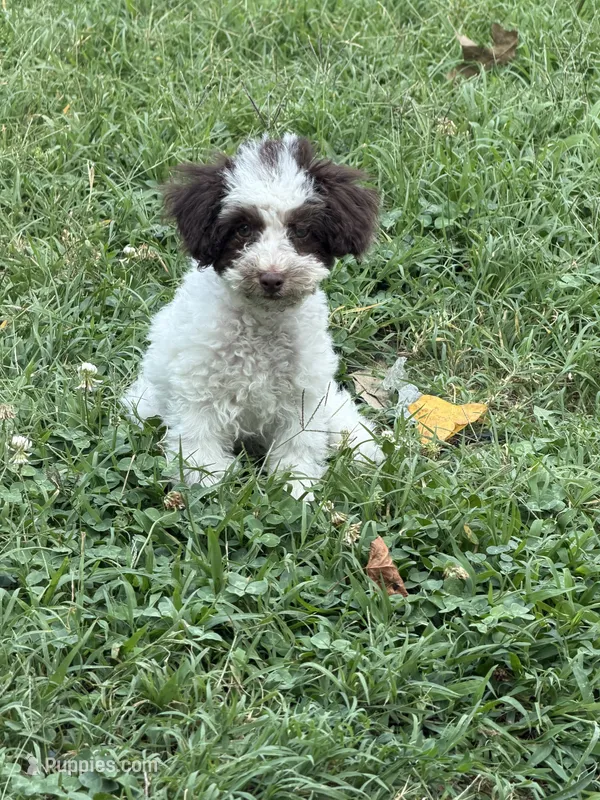 Max – Poodle - Toy  puppy for sale in Hyattsville, MD