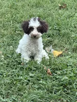 Max, a male Poodle - Toy  for sale in Hyattsville, MD – 2 of 5