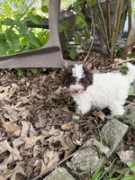 Lucy, a male Poodle - Toy  for sale in Hyattsville, MD – 3 of 4