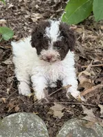Lucy, a male Poodle - Toy  for sale in Hyattsville, MD – 1 of 4