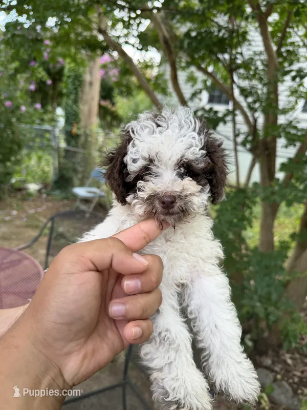 Max – Poodle - Toy  puppy for sale in Hyattsville, MD