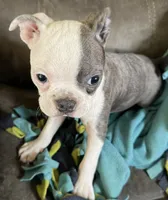 Maggie, a female Boston Terrier for sale in Janesville, WI – 2 of 4