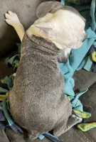 Maggie, a female Boston Terrier for sale in Janesville, WI – 4 of 4