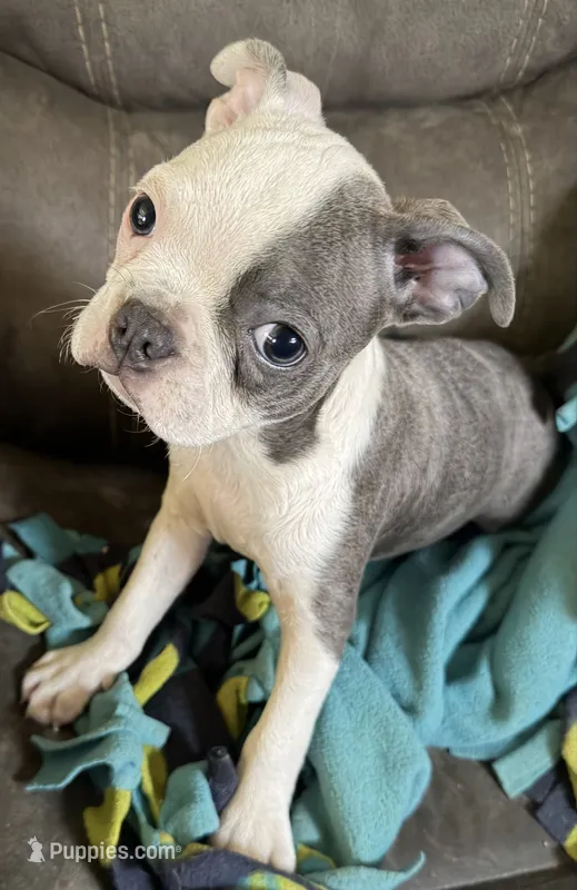 Maggie – Boston Terrier puppy for sale in Janesville, WI