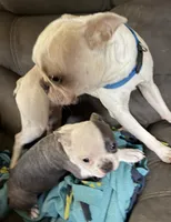 Maggie, a female Boston Terrier for sale in Janesville, WI – 3 of 4