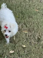 Lilly, a female Morkie for sale in Shawnee, KS – 2 of 4