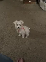 Lilly, a female Morkie for sale in Shawnee, KS – 4 of 4