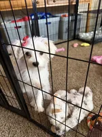 Lilly, a female Morkie for sale in Shawnee, KS – 3 of 4