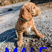 Light blue collar, a male Goldendoodle and Poodle - Standard  for sale in Cleveland, TN – Photo 6 of 8