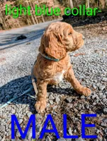 Light blue collar, a male Goldendoodle and Double Doodle for sale in Cleveland, TN – Photo 6 of 8