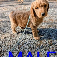 Light blue collar, a male Goldendoodle and Poodle - Standard  for sale in Cleveland, TN – Photo 4 of 8