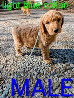 Light blue collar, a male Goldendoodle and Double Doodle for sale in Cleveland, TN – Photo 4 of 8