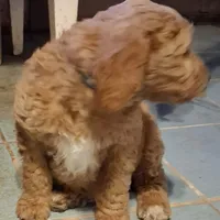 Light blue collar, a male Goldendoodle and Poodle - Standard  for sale in Cleveland, TN – Photo 2 of 8