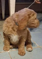 Light blue collar, a male Goldendoodle and Double Doodle for sale in Cleveland, TN – Photo 2 of 8