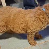 Light blue collar, a male Goldendoodle and Poodle - Standard  for sale in Cleveland, TN – Photo 7 of 8