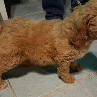 Light blue collar, a male Goldendoodle and Poodle - Standard  for sale in Cleveland, TN – Photo 8 of 8