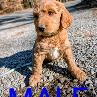 Light blue collar, a male Goldendoodle and Poodle - Standard  for sale in Cleveland, TN – Photo 5 of 8