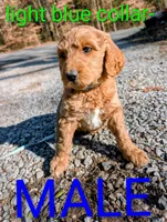 Light blue collar, a male Goldendoodle and Double Doodle for sale in Cleveland, TN – Photo 5 of 8