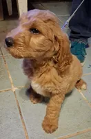 Light blue collar, a male Goldendoodle and Double Doodle for sale in Cleveland, TN – Photo 3 of 8