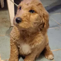 Light blue collar, a male Goldendoodle and Poodle - Standard  for sale in Cleveland, TN – Photo 1 of 8