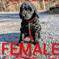 Red collar, a female Goldendoodle and Poodle - Standard  for sale in Cleveland, TN – Photo 7 of 8