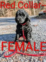 Red collar, a female Goldendoodle and Double Doodle for sale in Cleveland, TN – Photo 2 of 4