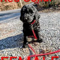 Red collar, a female Goldendoodle and Poodle - Standard  for sale in Cleveland, TN – Photo 6 of 8