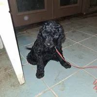 Red collar, a female Goldendoodle and Poodle - Standard  for sale in Cleveland, TN – Photo 2 of 8