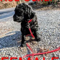 Red collar, a female Goldendoodle and Poodle - Standard  for sale in Cleveland, TN – Photo 8 of 8