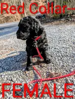 Red collar, a female Goldendoodle and Double Doodle for sale in Cleveland, TN – Photo 4 of 4