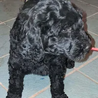 Red collar, a female Goldendoodle and Poodle - Standard  for sale in Cleveland, TN – Photo 4 of 8