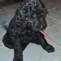 Red collar, a female Goldendoodle and Poodle - Standard  for sale in Cleveland, TN – Photo 3 of 8