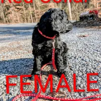 Red collar, a female Goldendoodle and Poodle - Standard  for sale in Cleveland, TN – Photo 5 of 8