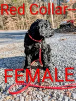 Red collar, a female Goldendoodle and Double Doodle for sale in Cleveland, TN – Photo 3 of 4
