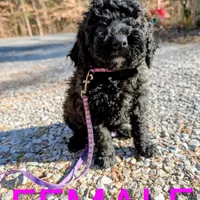 Purple collar , a female Goldendoodle and Poodle - Standard  for sale in Cleveland, TN – Photo 6 of 7