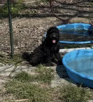 Purple collar Easter sale, a female Goldendoodle and Poodle - Standard  for sale in Cleveland, TN – Photo 8 of 8